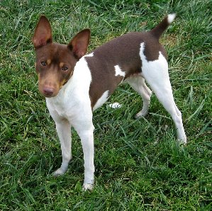 rat terrier puppy